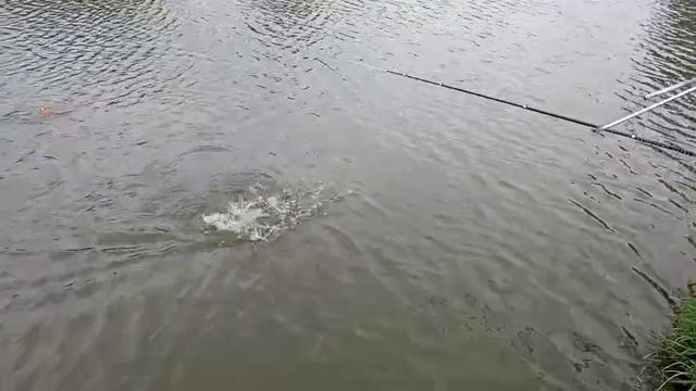Светлые Горы Карп2 08.06.2025г..