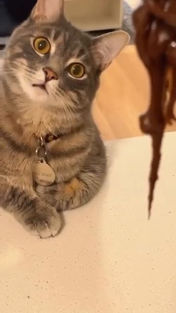 Когда дали посмотреть приготовление тортика😋