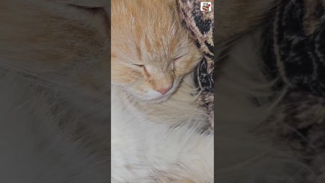 Сладких снов 🌜❤😻