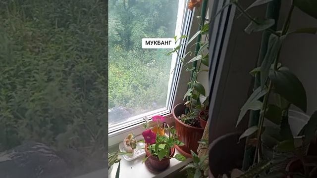 МУКБАНГ это вкусно