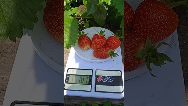 Сколько весят ягодки клубники Мармелада