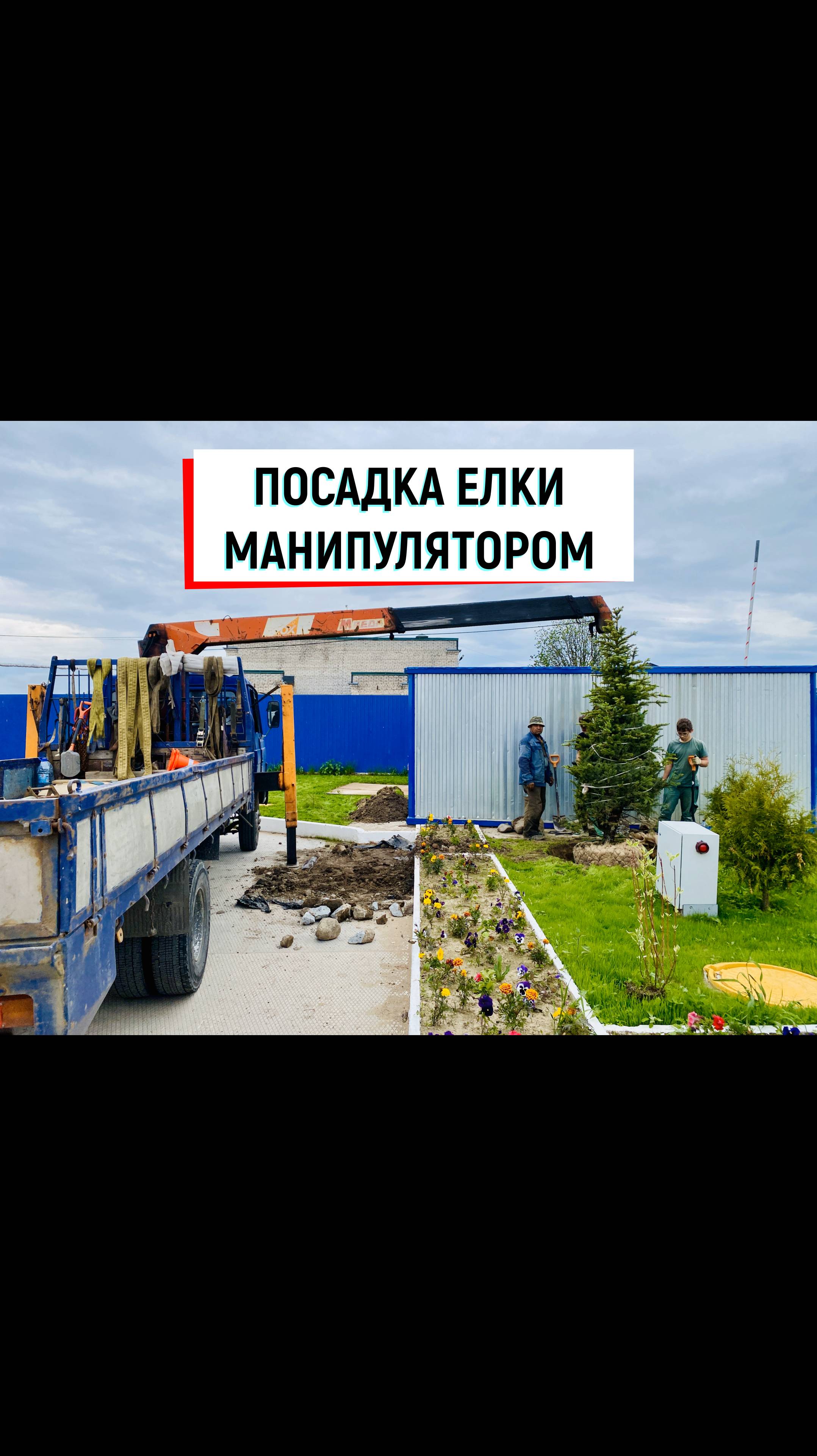 Как манипулятор помогает сажать 4-метровые ели: наш опыт бережной перевозки | +7 (981) 815-74-75