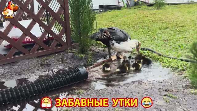 Забавные утки мускусные и пекинские на свободном выгуле ч.(55) ❣️🤗😂