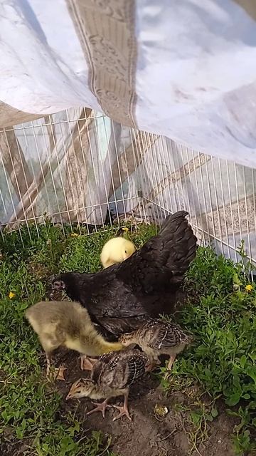 VID_20250607_085716.mp4