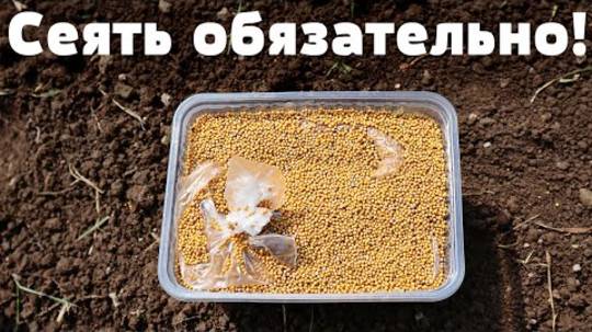 Горчица — лучший сидерат в мире! Почему стоит сыпать на грядки в 2025 году