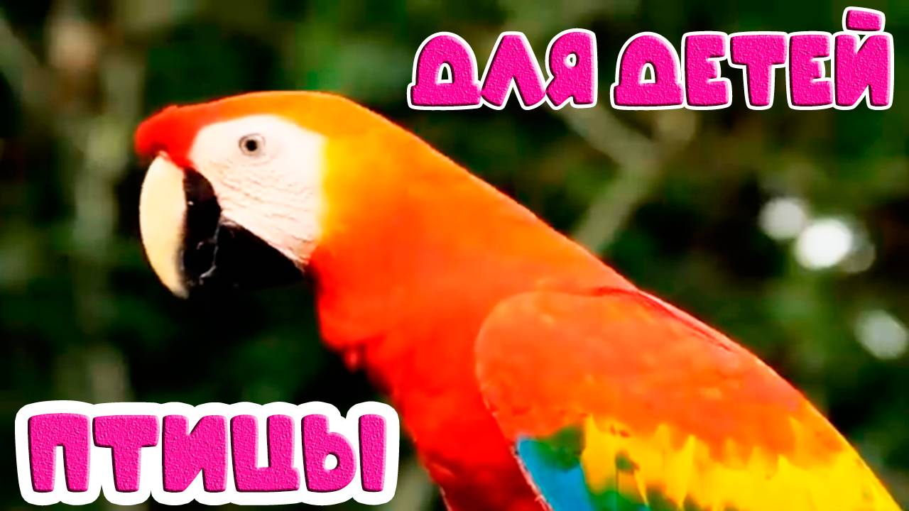 Птицы для малышей - Учим виды птиц - Развивающий мультик для детей