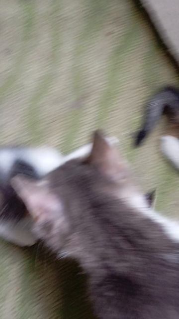 Супер котята