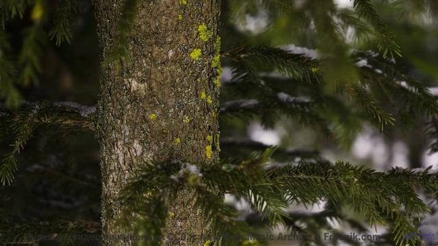 Пейзажи дарят восторг сильнее любого полёта - Ode to a Dandelion -- Glad Rags -- Wonder Under