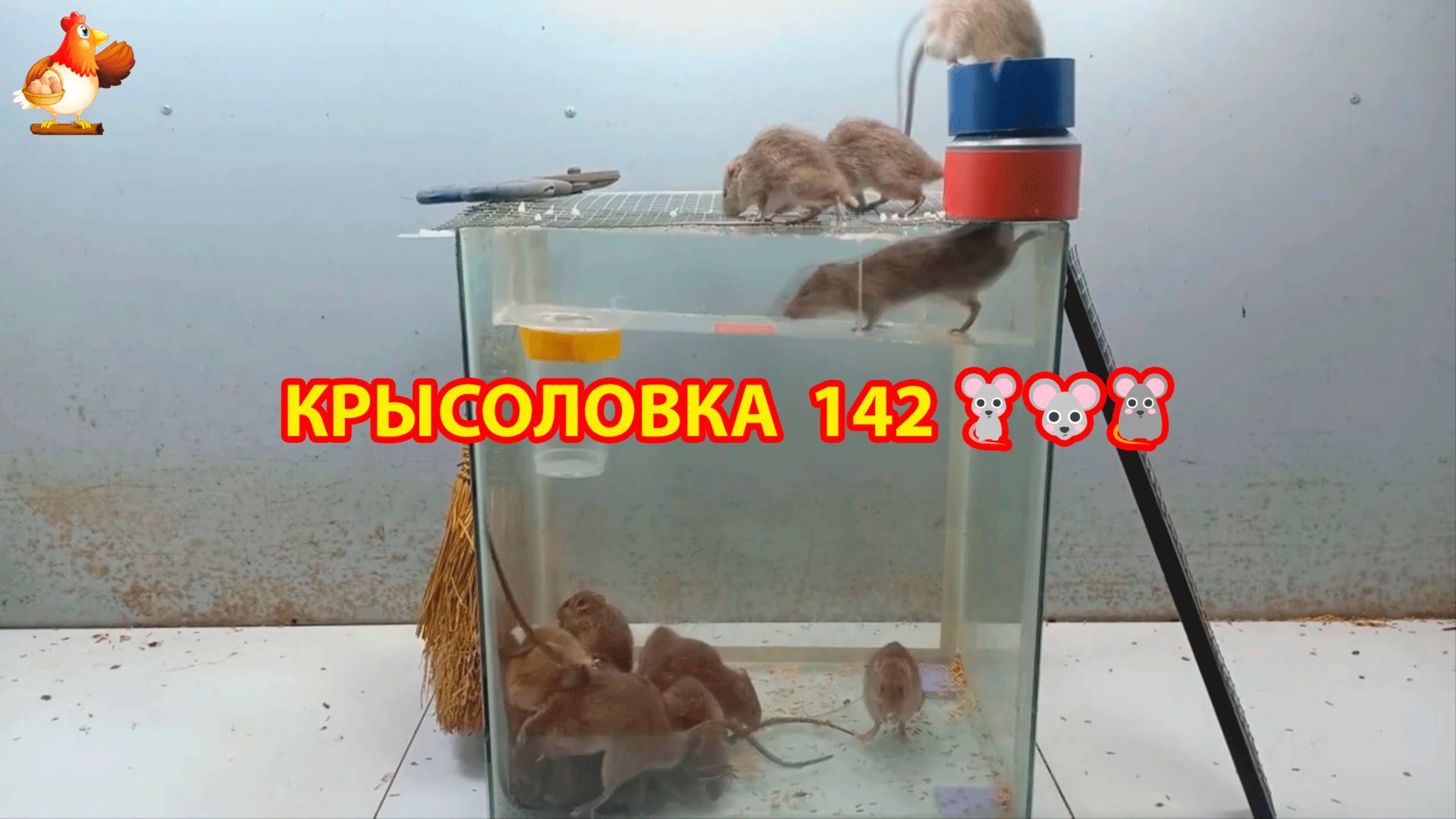 Крысоловка вариант (142) 🐀 Как сделать крысоловку своими руками и поймать кучу крыс 🐀🐁🐀