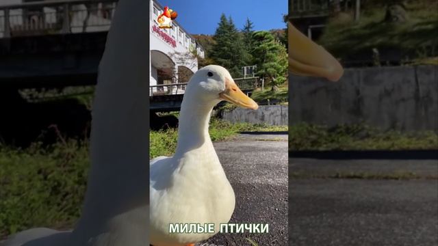 Утки домашние питомцы барыни сударыни  🦆🤗😂 (5)