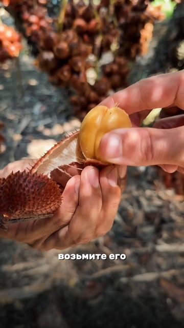Попробуйте самый необычный фрукт на Пхукете!