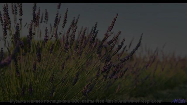 Леса оживают вместе с каждым новым ритмом - Altocumulus -- Independent Music Licensing Collective (I