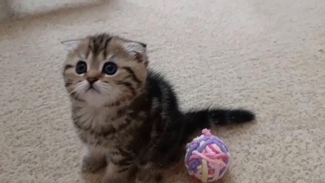 красавицы малышки 🐾🐾❤️.mp4