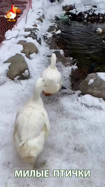 Утки домашние питомцы барыни сударыни  🦆🤗😂 (2)