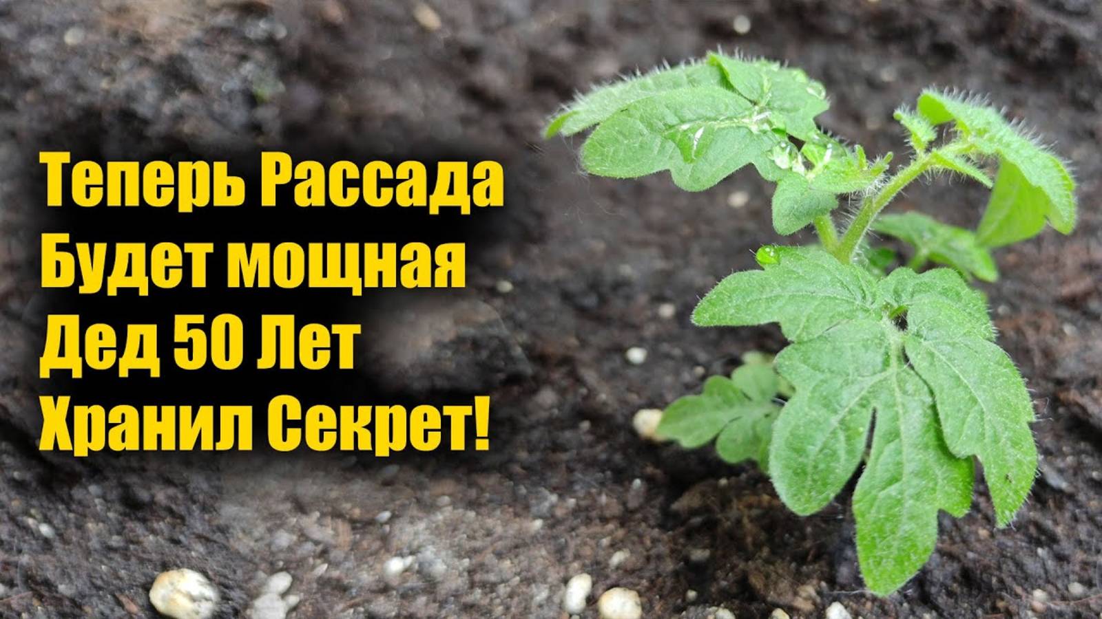 Я была в шоке! 1 Ложка Заставляет Любую Рассаду Толстеть и Активно Развиваться! Рассада Коренастая!