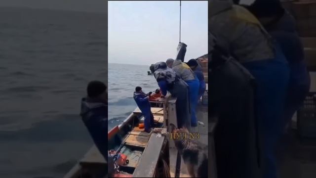 «Лебедка не идет дальше! Вот это камбала!»