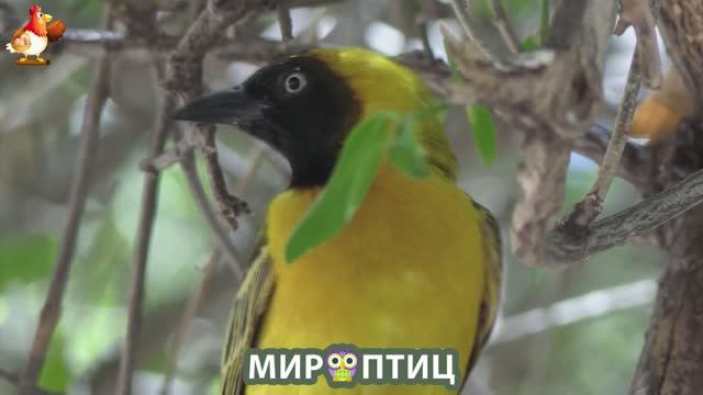 Мир птиц – красота и грация пернатых созданий Природы 🦩🦚🦜 Выпуск (193) 🦉🐦🐤