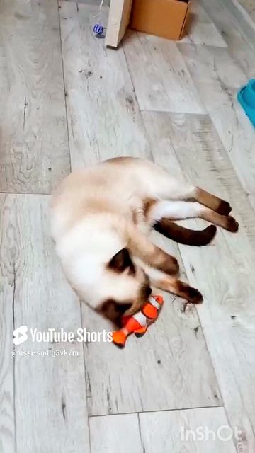 Детство🐱Ладушки😂 #смешныекоты #котики #милые котики
