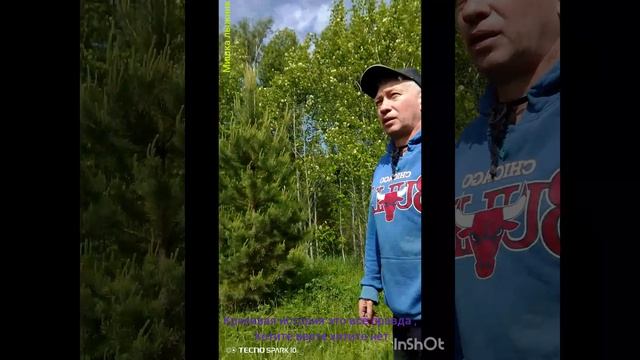 мишка лыжник