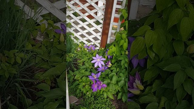 Пионы на 08.06.25