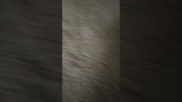 Мои крыски - Пальма и Мята