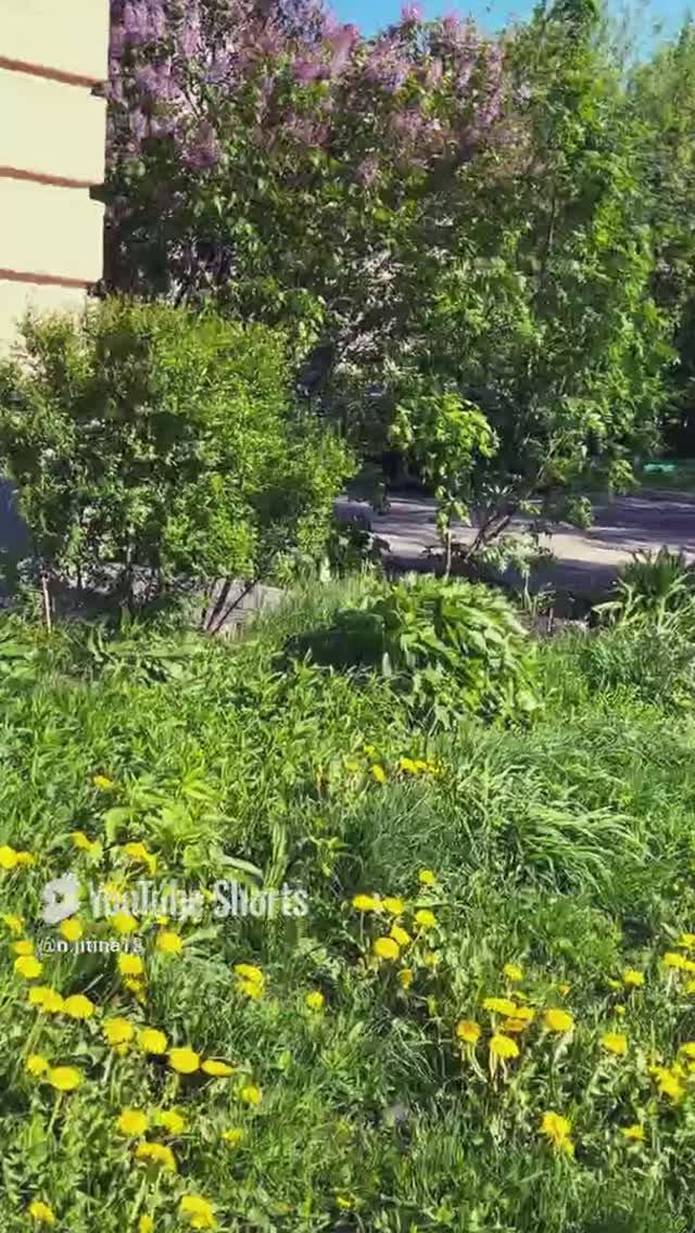 #новокузнецк #лето #жизнь #2025 #shortvideo #shorts #status #красота #природа #short #надеждажитина