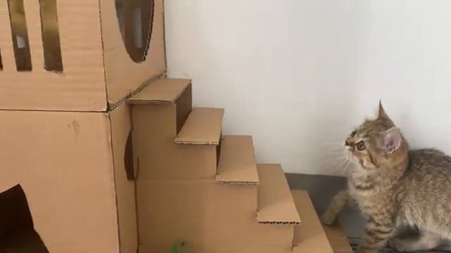 Котенок играет с утятами (2025 год)