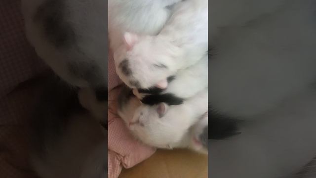 КОТЯТА 7ДНЕЙ...