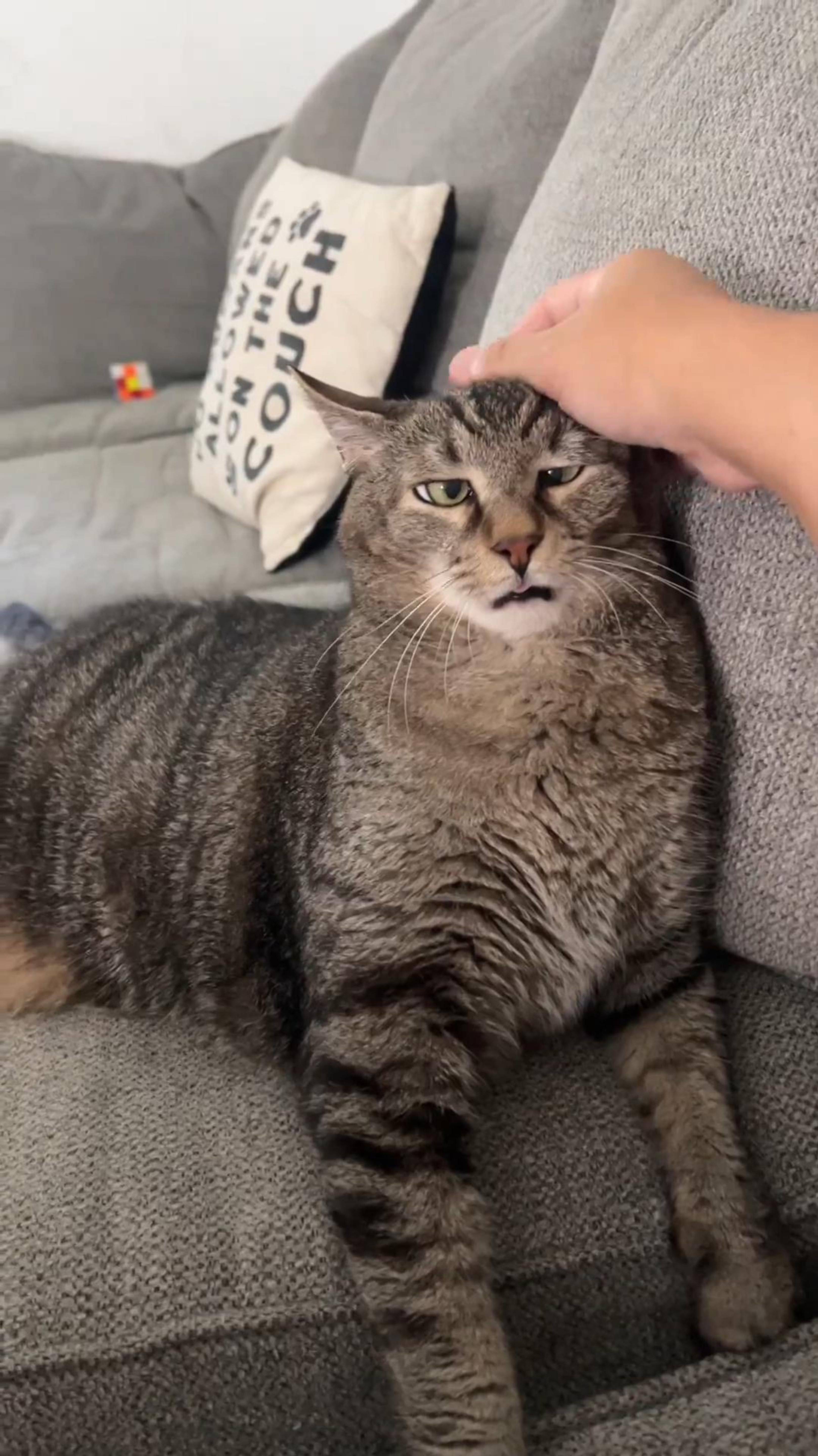 ОНИ САМЫЕ ☺️ Наши Любимые и Загадочные КОТИКИ 😂 Подборка Забавных КОТОВ! 🤪 #cat #юмор #shorts