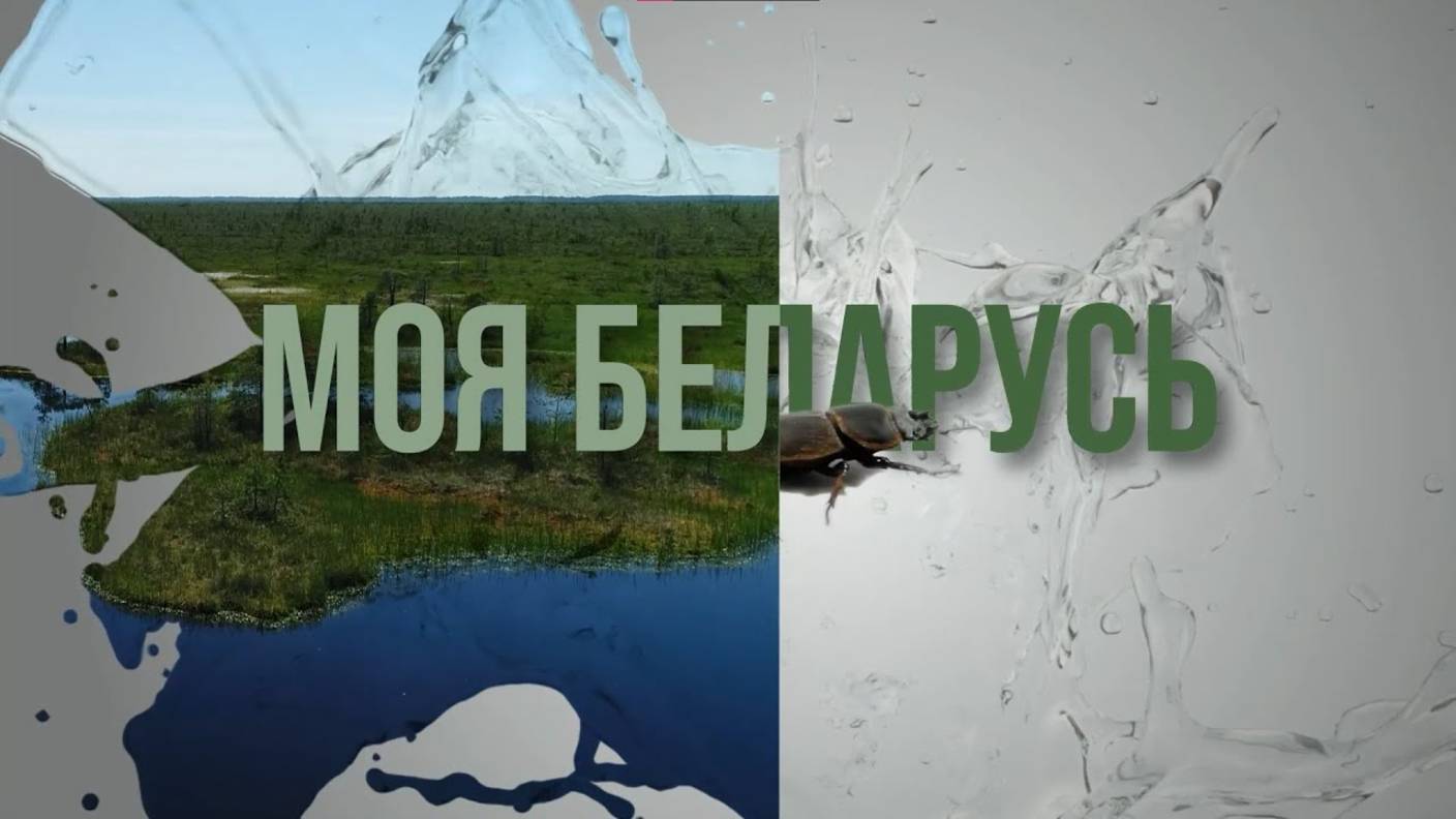 Моя Беларусь #4 | Беловежская пуща