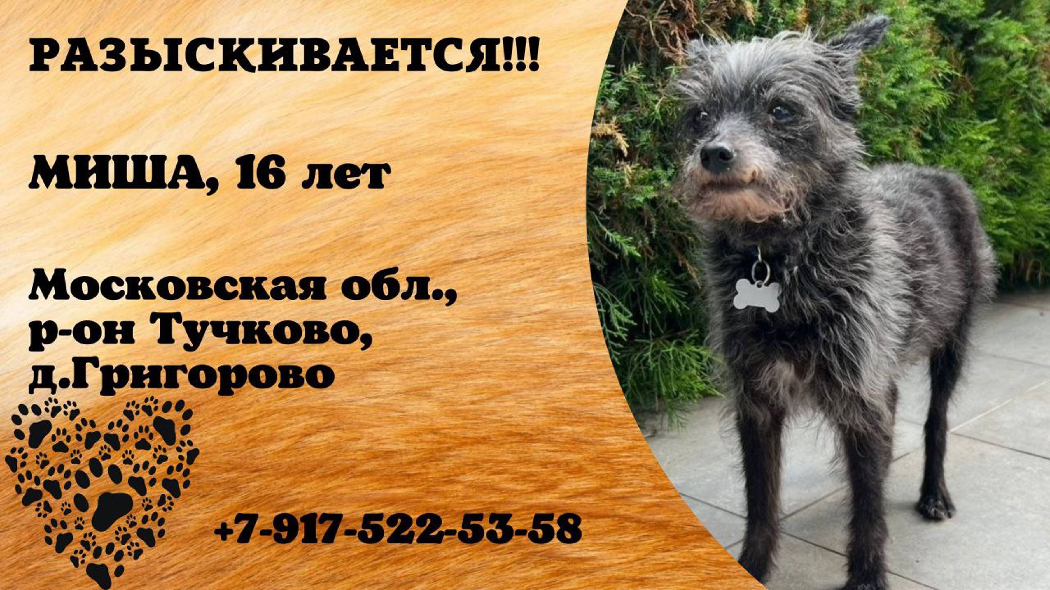 Пропала собака! МИША. 16 лет. Московская обл, р-он  Тучково, д. Григорово