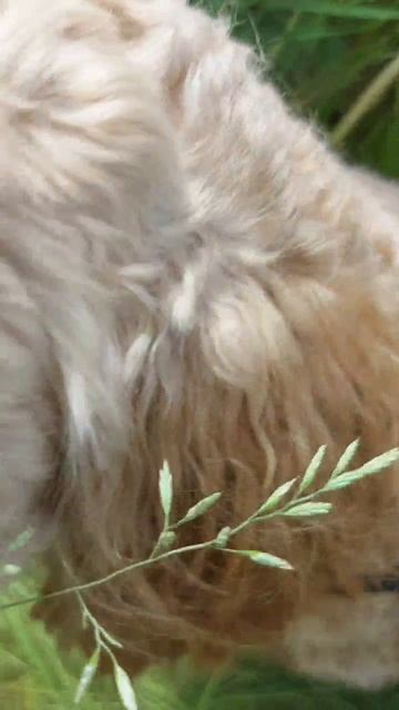 Спарки на природе 🍃🍃🐶🌞☀️