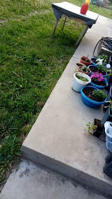 VID_20250608_202624.mp4