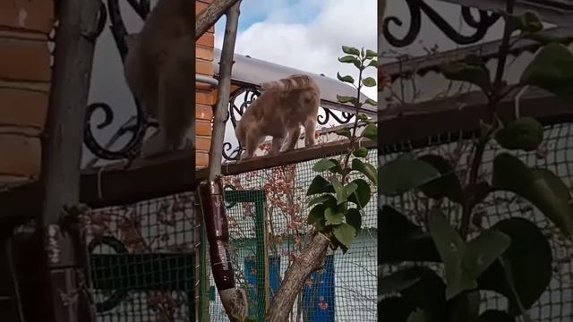 Наш TG https://t.me/liveofcats
