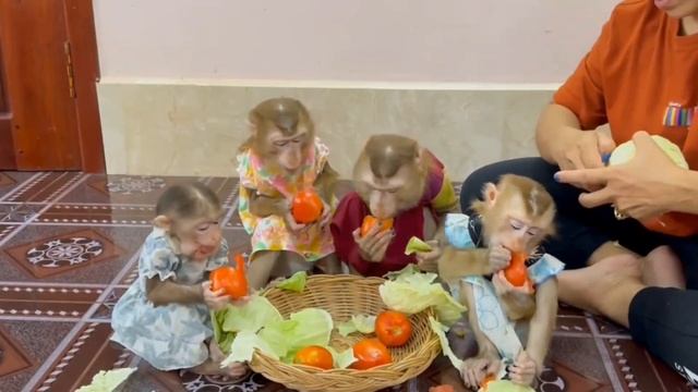 Обезьянки 4 МАЛЫШЕНЬКИ пищат ноют кричат зовут маму покушать Едят сырую капусту помидоры