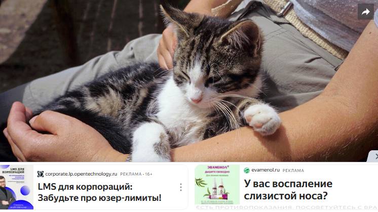 Пушистая угроза: почему коты становятся опасны после сна на кресле