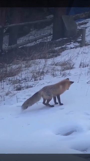 🦊🦊🦊