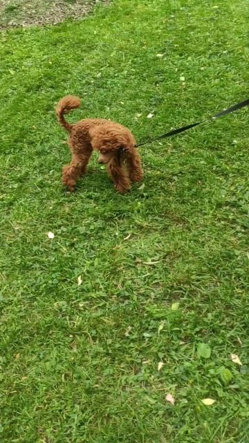 VID_20250606_133733(0).mp4