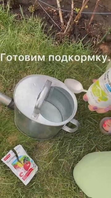 Уход за малиной весной