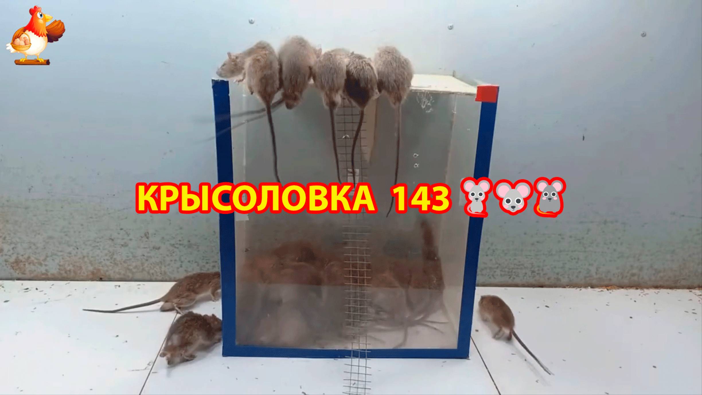 Крысоловка вариант (143) 🐀 Как сделать крысоловку своими руками и поймать кучу крыс 🐀🐁🐀