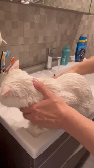 Моем кошку. Какие несчастные глаза! #приколыскотами #кошки #кошечки