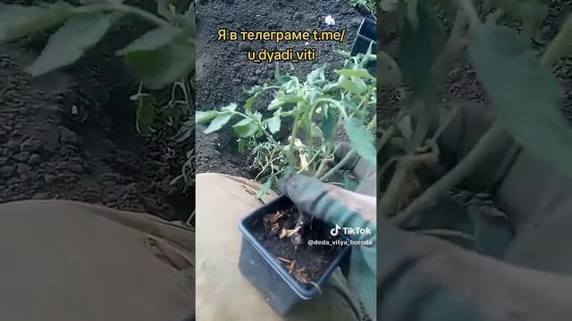Досаживаю помидоры уже почти 1000 корней. #дядявитя #дача #огород #теплица #помидоры