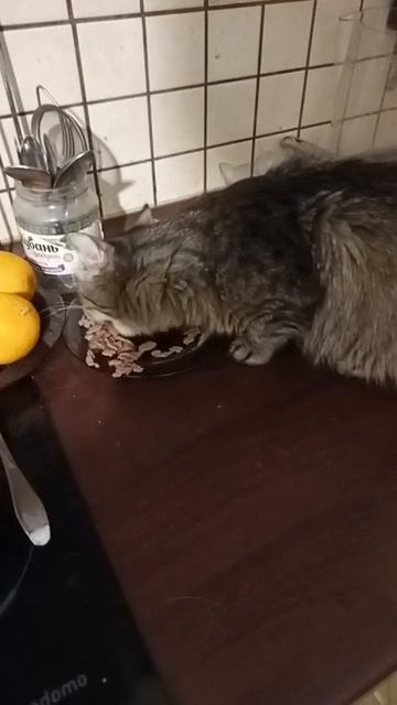 Голодный котик😸