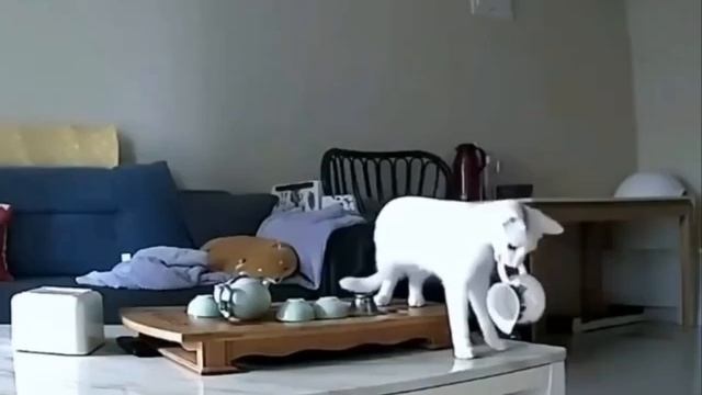 чайная церемония отменяется
