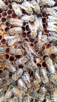 Матка пчел 2024 года.