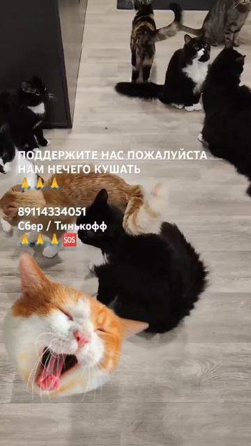 ПОДДЕРЖИТЕ НАС ПОЖАЛУЙСТА 
НАМ НЕЧЕГО КУШАТЬ 
🙏🙏🙏

89114334051
Сбер / Тинькофф
🙏🙏🙏🆘
