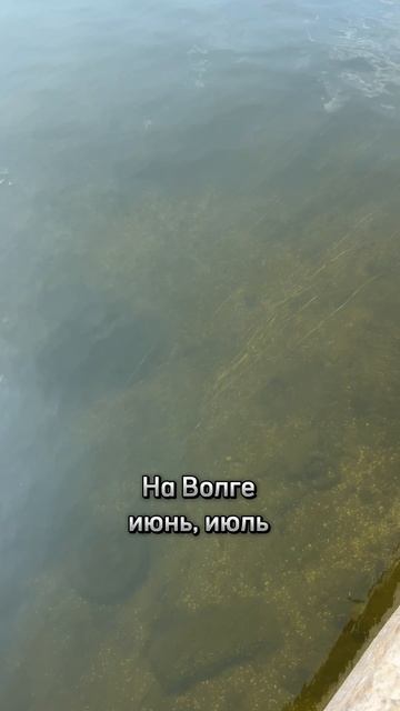 Обучение подводной охоте с нуля! #shorts