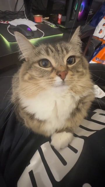 Ещё больше котиков в канале https://t.me/cotorai