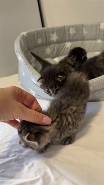 Котята от очень красивой кошки ищут дом 🙏