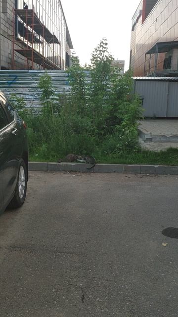 VID_20250608_210220.mp4
